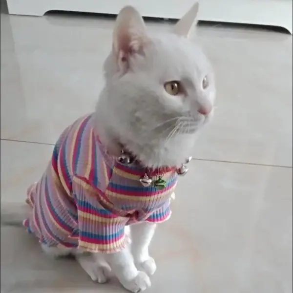 Bunte Streifen Sphynx Katze Weste Shirt für kleine Katzen Katten Kedi Baumwolle Welpen Hund Haustier Kleidung mascotas Kleidung ropa para gatos - Image 13