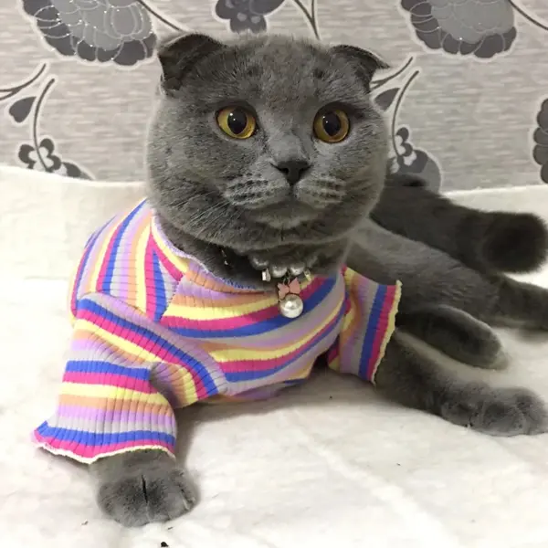 Bunte Streifen Sphynx Katze Weste Shirt für kleine Katzen Katten Kedi Baumwolle Welpen Hund Haustier Kleidung mascotas Kleidung ropa para gatos - Image 5