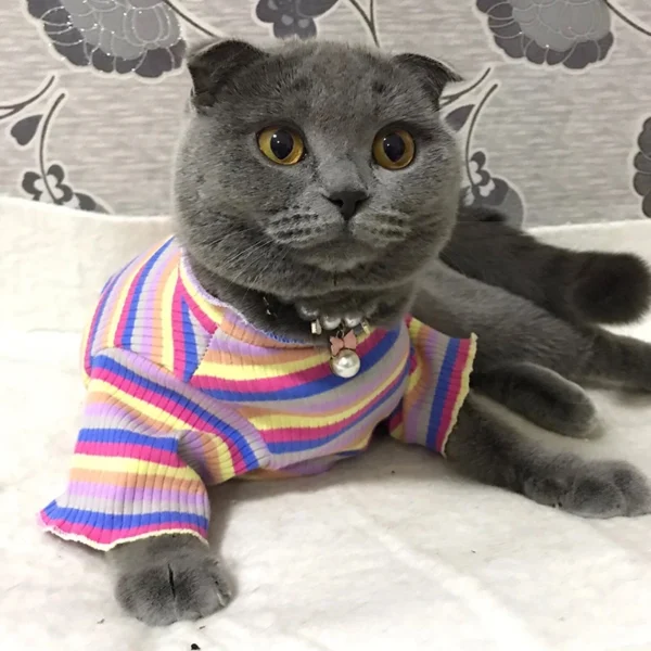Colorful Stripe Sphynx Cat Vest Shirt for Small Cats Katten Kedi Cotton Puppy Dog Pet Clothes mascotas Clothing ropa para gatos - Image 5