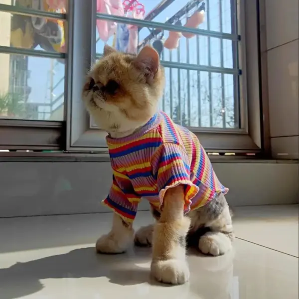 Bunte Streifen Sphynx Katze Weste Shirt für kleine Katzen Katten Kedi Baumwolle Welpen Hund Haustier Kleidung mascotas Kleidung ropa para gatos - Image 12