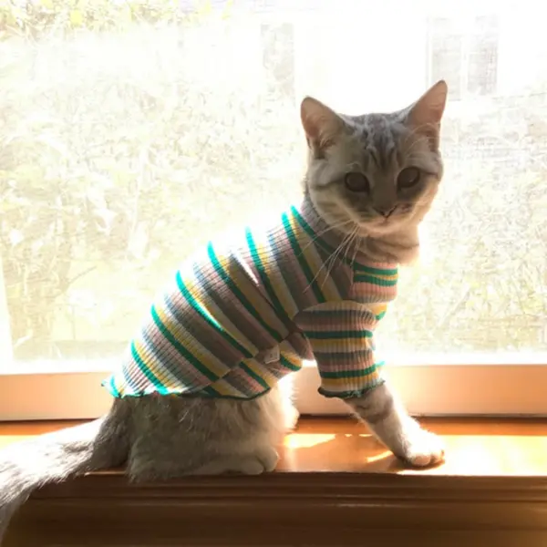 Bunte Streifen Sphynx Katze Weste Shirt für kleine Katzen Katten Kedi Baumwolle Welpen Hund Haustier Kleidung mascotas Kleidung ropa para gatos - Image 14