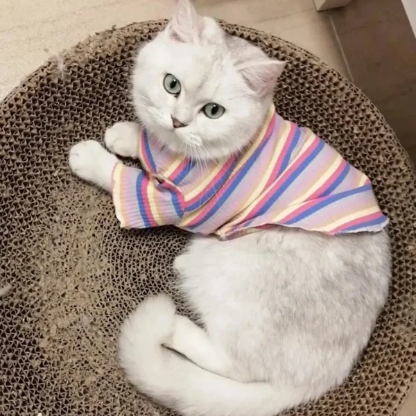 Colorful Stripe Sphynx Cat Vest Shirt for Small Cats Katten Kedi Cotton Puppy Dog Pet Clothes mascotas Clothing ropa para gatos - Image 6