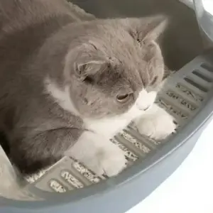 Kitty Sandbox Katzentoilette, halbgeschlossen, spritzwassergeschützt, Katzentoilette, Reinigungsbecken, Zubehör, Haustiertoilette, Kätzchenablage, Bettpfanne