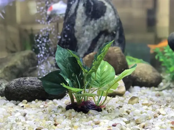 Künstliche Aquarium-Dekoration, Pflanzen, Kunststoff-Wasserpflanze mit großen grünen Blättern, Unterwasserpflanzen, Aquarium-Wasserpflanze schmücken - Image 11