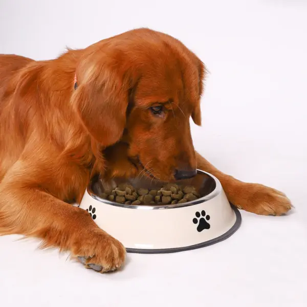 1PC Edelstahl Pet Bowl Katze Schüssel Hundefutter Schüssel Multi-Spezifikation Anti-herbst Futternapf Futternapf Fütterung haustier Liefert - Image 19