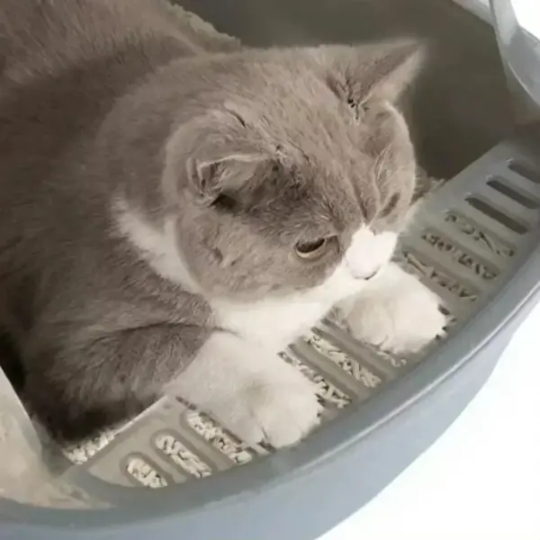 2025, neue Katzen-Sandkasten, Katzentoilette, große Kapazität, offene Katzentoilette, Kunststoff, spritzwassergeschützt, Katzentoilette, Bettpfanne, Reinigung, Badebecken, S - Image 2