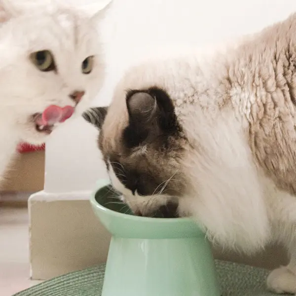 Haustier Katze Hunden apf hoher Fuß Hunden apf Hals schutz Katze Tiernahrung Wasserschale Anti-Umkippen binaural wasch bar Haustier Futters chale - Image 20