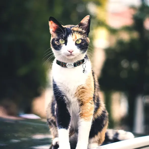 Personalisiertes bedrucktes Katzenhalsband, verstellbare Kätzchen-Welpenhalsbänder mit kostenlos graviertem ID-Namensschild, Glocke, Anti-Verlust-Katzenhalsbänder - Image 50