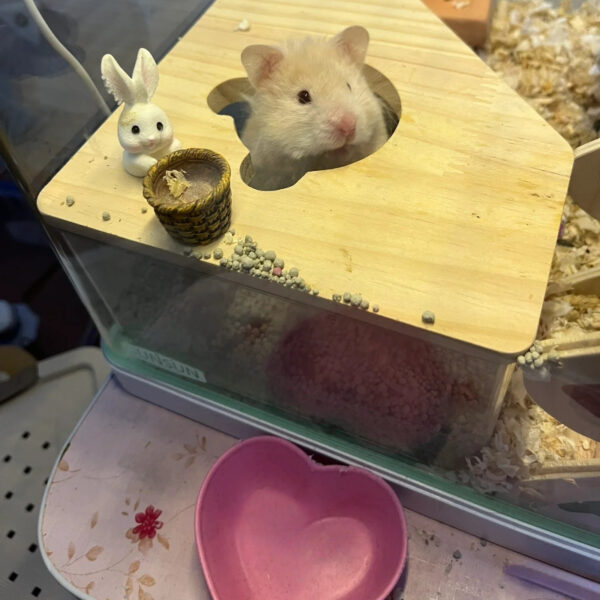 2pcs Plastic Heart-Shaped Hamster Feeding Bowls - Durable Small Pet Feeder for Food and Water, Great for Rabbits, Guinea Pigs, Cats and Dogs - Anti-Tip Design Pet Supplies - Image 7