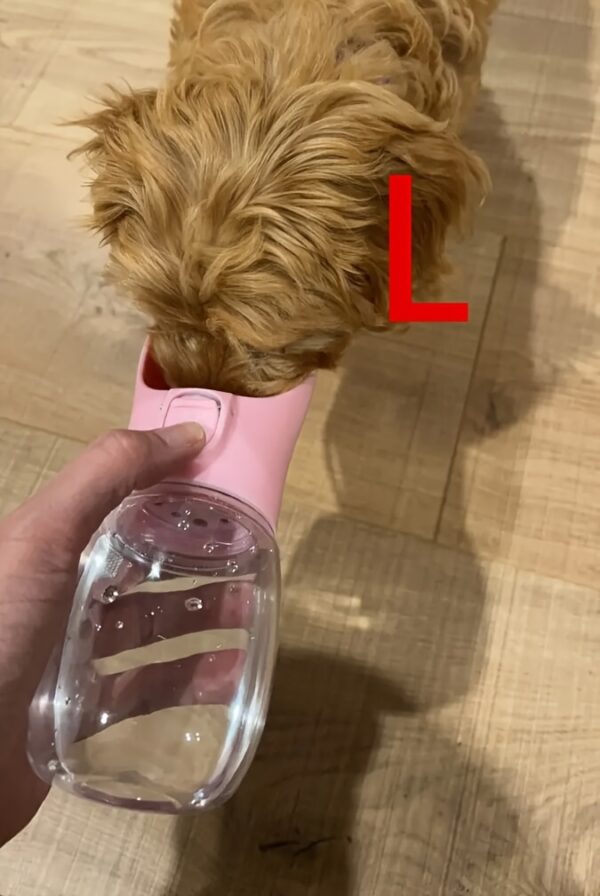 Leak-Proof Portable Dog Water Dispenser for Walking and Travel - Keep Your Pet Hydrated On-The-Go - Image 26