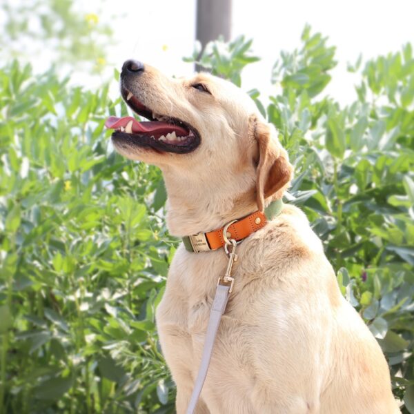 Durable Personalized Nylon Dog Collar with ID Tag - Adjustable for Dogs and Cats - Image 10