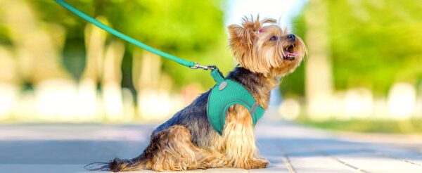 Joytale Reflective Dog Harness and Leash Set - Comfortable, Breathable Mesh Vest with Padded Nylon Lead for Small to Medium Breeds - No-Choke Design with Dual D-Ring & Poop Bag Dispenser, JOYTALE - Image 20