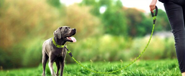 JOYTALE Reflective Dog Leash with Comfortable Padded Handle - Ideal for Small, Medium, and Large Dogs - 4/5/6 FT Length Options Available - Image 59