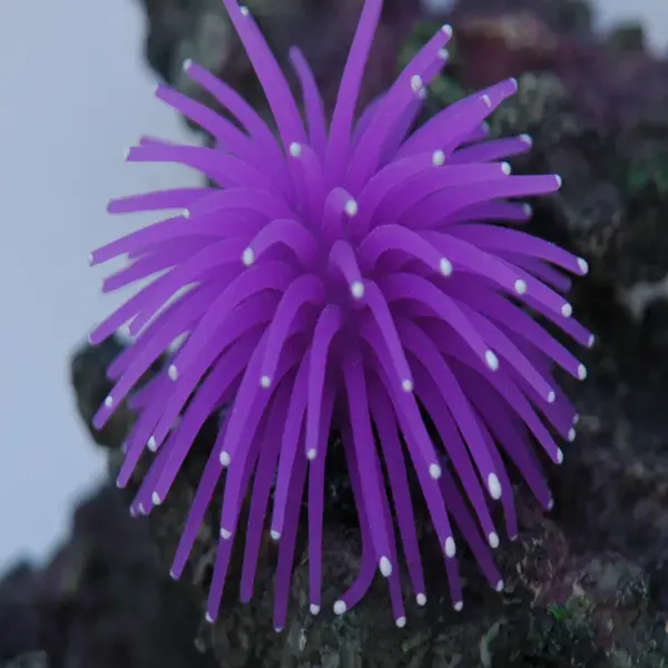Aquarium Silicone Simulation Artificial Fish Tank Fake Coral Plant Underwater Aquatic Sea Anemone Ornament Decoration Accessory - Image 26