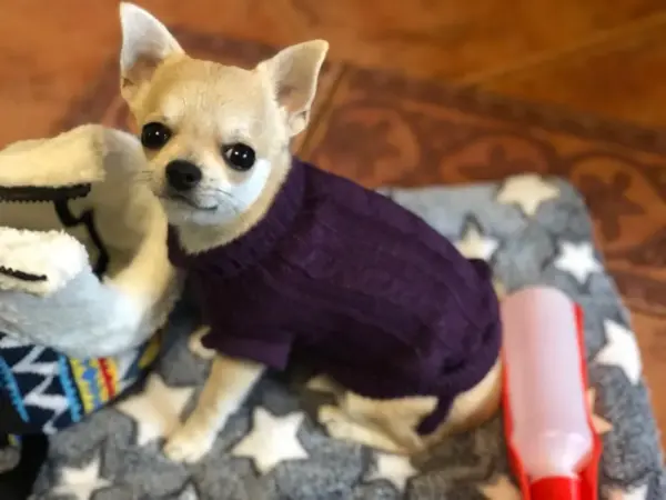 Dog Clothes For Large Small Dogs Jacket Cat Clothing For Pet Dog Sweater Dogs Coat Chihuahua knitted Pure Shirt Cat Vest Costume - Image 23
