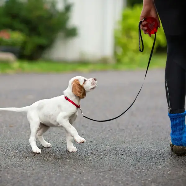 3M Retractable Small Dog Leash Automatic 10ft Dog Cat Leash Belt Extending Dog Lead for Small Dogs Puppy Chihuahua Pet Product - Image 4