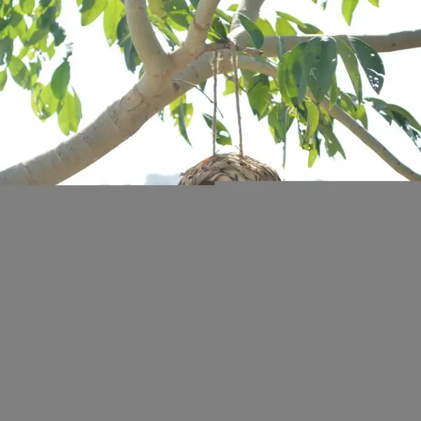 2024 New Birds Nest Bird Cage Grass Egg Cage Bird House Outdoor Decorative Weaved Hanging Parrot Nest Houses Pet Bedroom - Image 16