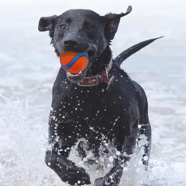 Hundespielzeugball, Hunde-Apportierungsball, Spielzeug, robuster Haustierball, Welpen-Kauspielzeug, fester, elastischer Springball, Haustierzubehör für große, mittelgroße und kleine - Image 15
