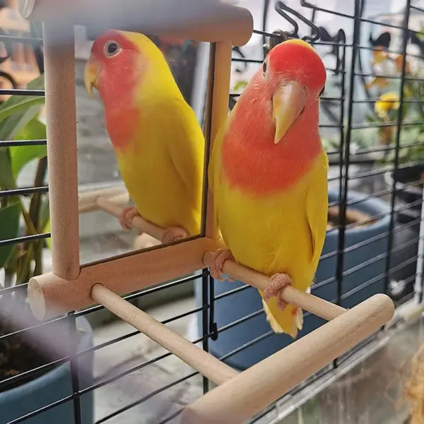 Bird Mirror Wooden Interactive Play Toy With Perch For Small Parrot Budgies Parakeet Cockatiel Conure Lovebird Cage Accessories - Image 3