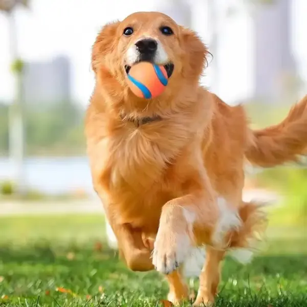 Hundespielzeugball, Hunde-Apportierungsball, Spielzeug, robuster Haustierball, Welpen-Kauspielzeug, fester, elastischer Springball, Haustierzubehör für große, mittelgroße und kleine - Image 3