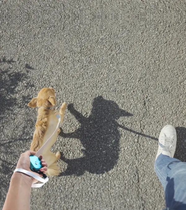 Retractable 2M Dog Leash Automatic Freely Dog Puppy Cat Traction Rope Belt Dog Leash - Image 23