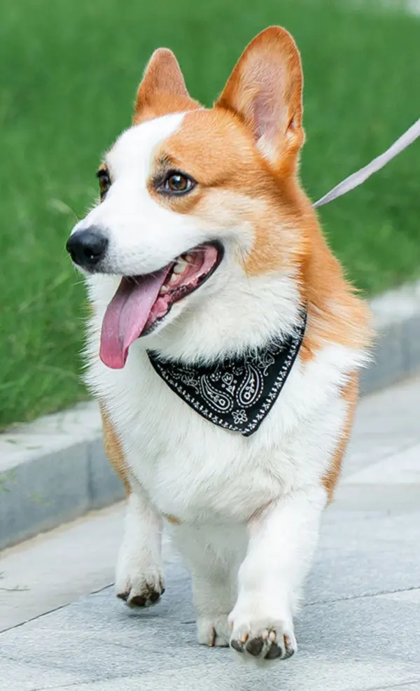 PU-Katzen-Hundehalsband mit Schal für kleine und mittelgroße Hunde, Chihuahua, Corgi, Welpe, verstellbare Halsbänder, Heimtierbedarf, Zubehör für Perros - Image 24