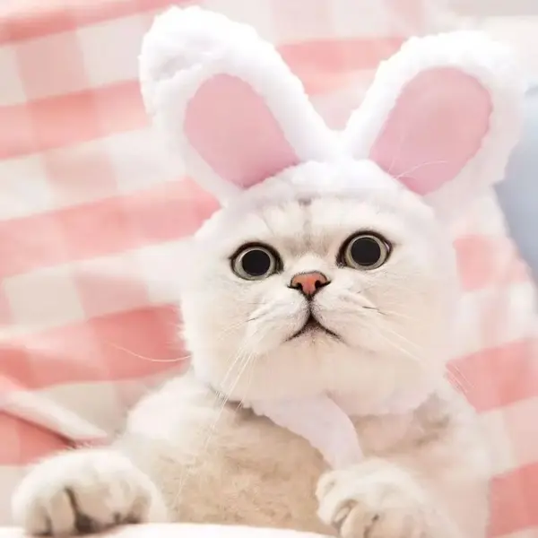 Niedlichen Bären Kaninchen Kapuze Haustier Katze Hund Zubehör Cosplay Katze Hut Winter schöne Neujahr Welpen Kopf bedeckung weichen Samt Haustiere Lieferungen - Image 5