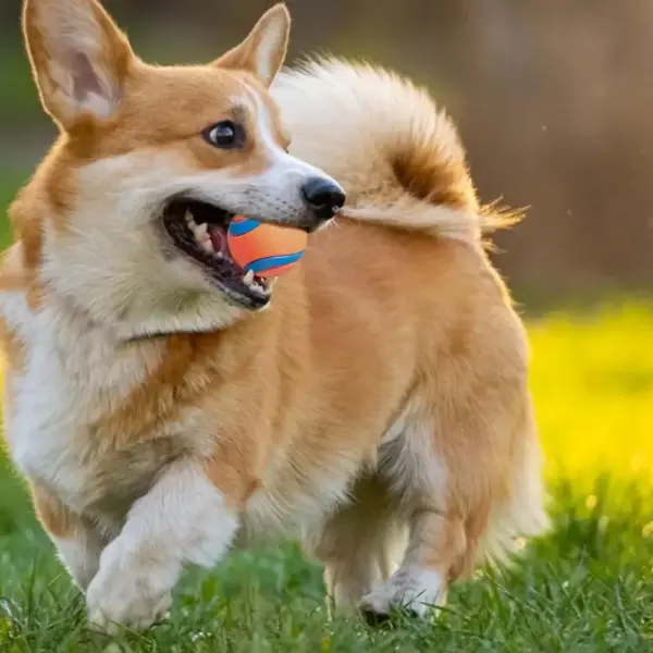 Hundespielzeugball, Hunde-Apportierungsball, Spielzeug, robuster Haustierball, Welpen-Kauspielzeug, fester, elastischer Springball, Haustierzubehör für große, mittelgroße und kleine - Image 12