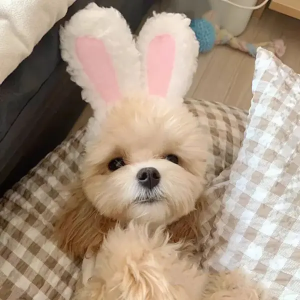 Niedlichen Bären Kaninchen Kapuze Haustier Katze Hund Zubehör Cosplay Katze Hut Winter schöne Neujahr Welpen Kopf bedeckung weichen Samt Haustiere Lieferungen - Image 6