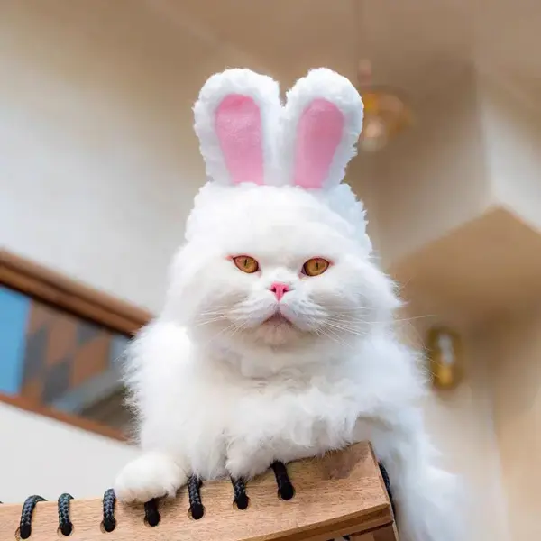 Niedlichen Bären Kaninchen Kapuze Haustier Katze Hund Zubehör Cosplay Katze Hut Winter schöne Neujahr Welpen Kopf bedeckung weichen Samt Haustiere Lieferungen - Image 4