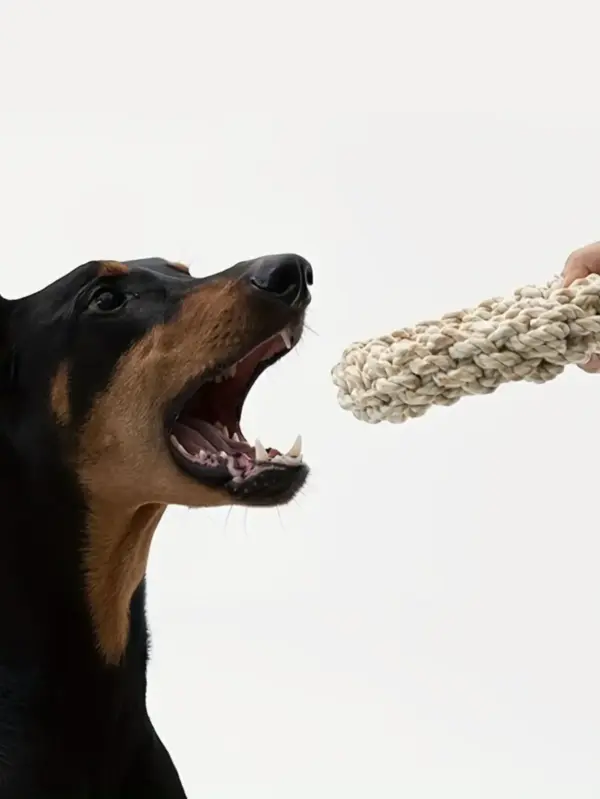 Haustier Hund Seil Spielzeug Langlebig Kauen Biss Beständig Haustier Spielzeug für Mittelgroße Große Hunde Golden Retriever Pitbull Labrador Liefert - Image 2