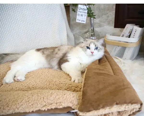 Katzen betten für den Winter warmes Zubehör Kätzchen häuser Hunde bett Korb matte Dinge Kissen Haus Welpen waren Haustier bedarf - Image 13