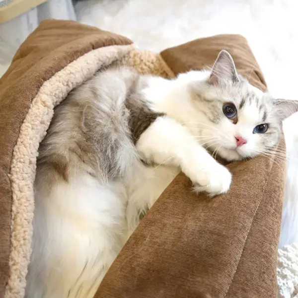 Katzen betten für den Winter warmes Zubehör Kätzchen häuser Hunde bett Korb matte Dinge Kissen Haus Welpen waren Haustier bedarf - Image 2