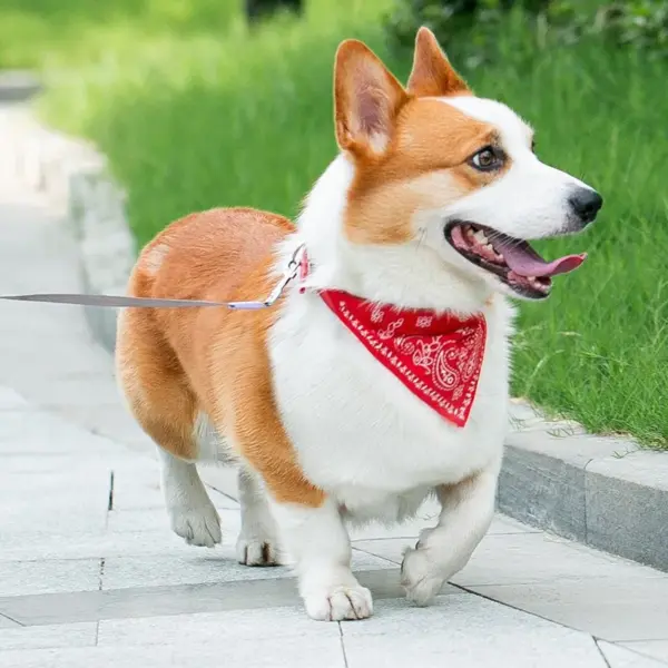PU-Katzen-Hundehalsband mit Schal für kleine und mittelgroße Hunde, Chihuahua, Corgi, Welpe, verstellbare Halsbänder, Heimtierbedarf, Zubehör für Perros - Image 23