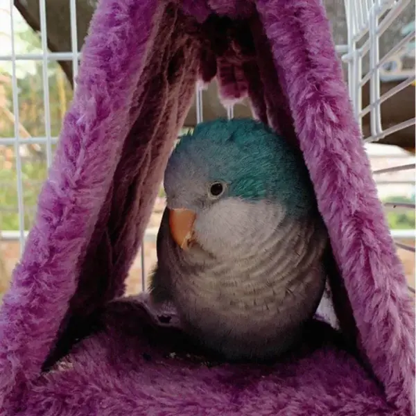 Pet Bird Parrot Cages Warm Hammock Hut Tent Fashion Bed Hanging Cave for Sleeping and Hatching Cage Decoration - Image 2