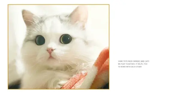 Dr.DC Katzenspielzeug für Haustiere sind selbstunterhaltend, zum Kauen und Necken von Katzen, Spielzeugbälle aus farbiger Wolle, Hundezubehör, Zappelspielzeug für Katzen, Zubehör - Image 15