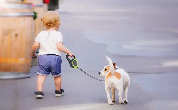 3m/5m Retractable Dog Leash Automatic Telescopic Tractor Dog Rope Flexible Nylon  Leash Traction Puppy Cats Dogs Pet Supplies - Image 23
