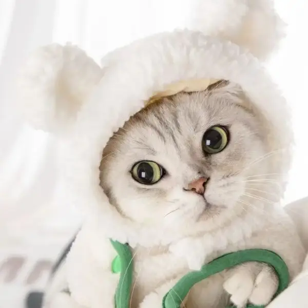 Niedlichen Bären Kaninchen Kapuze Haustier Katze Hund Zubehör Cosplay Katze Hut Winter schöne Neujahr Welpen Kopf bedeckung weichen Samt Haustiere Lieferungen - Image 13