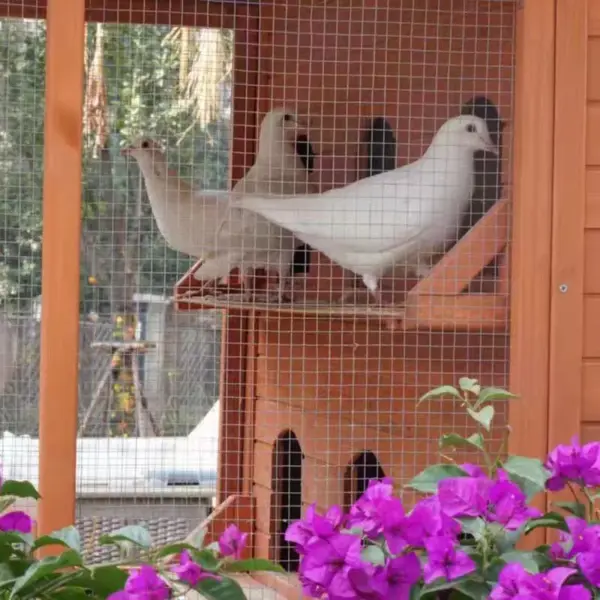 Manufacturer Outdoor Wooden Bird Cage Bird Nest Solid Wood  Cage  Cage  Nest Large  Breeding Special Cag - Image 4