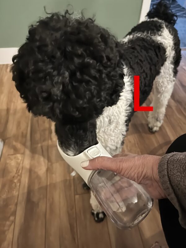 Leak-Proof Portable Dog Water Dispenser for Walking and Travel - Keep Your Pet Hydrated On-The-Go - Image 27