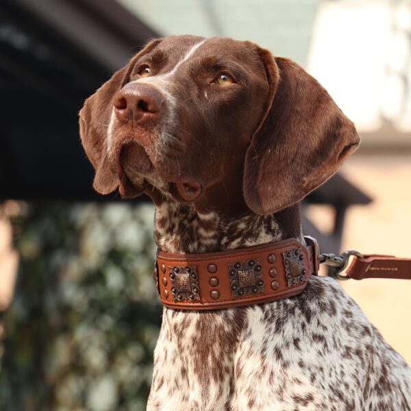 Heavy Duty Studded Leather Dog Collar for Medium and Large Dogs - Durable and Comfortable - Image 3