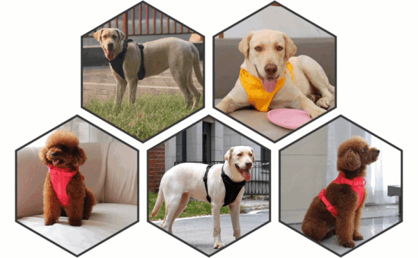 Soft Padding Comfortable Dog Harness - No-Pull with Dual Leash Clips - Perfect for Walking and Training Your Pet - Image 56