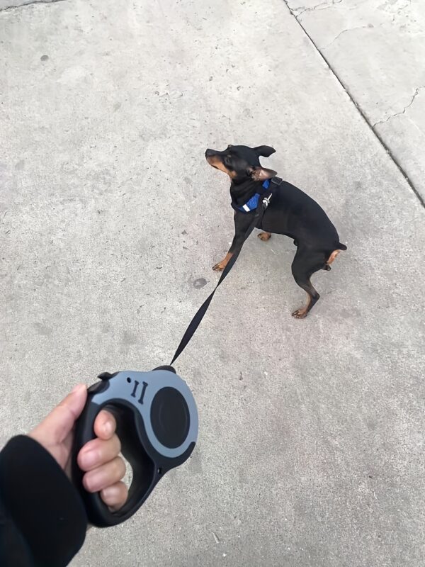 Make Outdoor Walks Easier With This Automatic Retractable Dog Leash - 3/5 Meter Minimalist Design! - Image 37