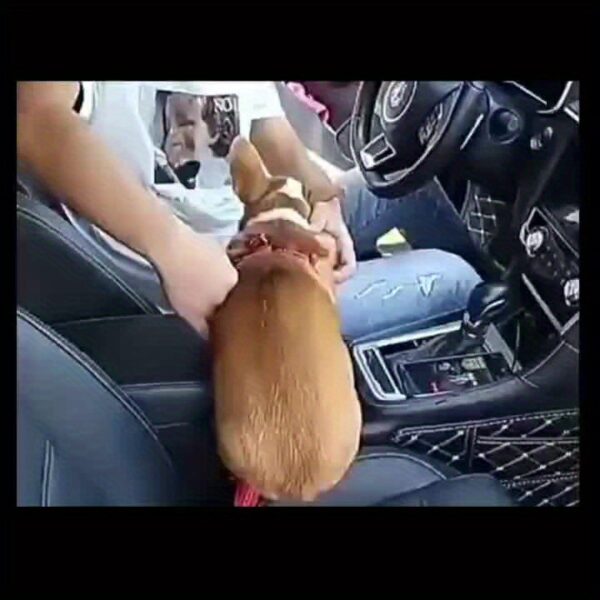 Durable Nylon Dog Seat Belt - Adjustable Car Safety Harness with Leash for Secure Travel - Image 11