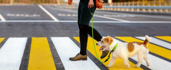 JOYTALE Reflective Dog Leash with Comfortable Padded Handle - Ideal for Small, Medium, and Large Dogs - 4/5/6 FT Length Options Available - Image 60