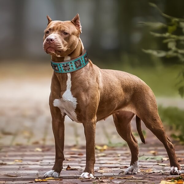 Heavy Duty Studded Leather Dog Collar for Medium and Large Dogs - Durable and Comfortable - Image 4